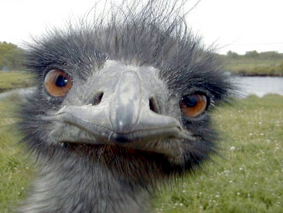 It's an emu